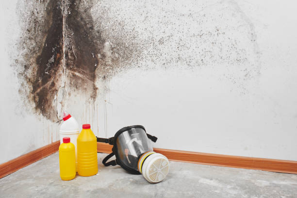 Best Commercial Mold Remediation in Bayou Vista, TX