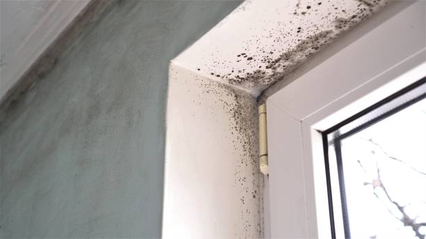 Best Black Mold Remediation in Bayou Vista, TX