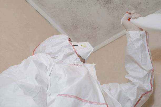 Best Emergency Mold Remediation in Bayou Vista, TX