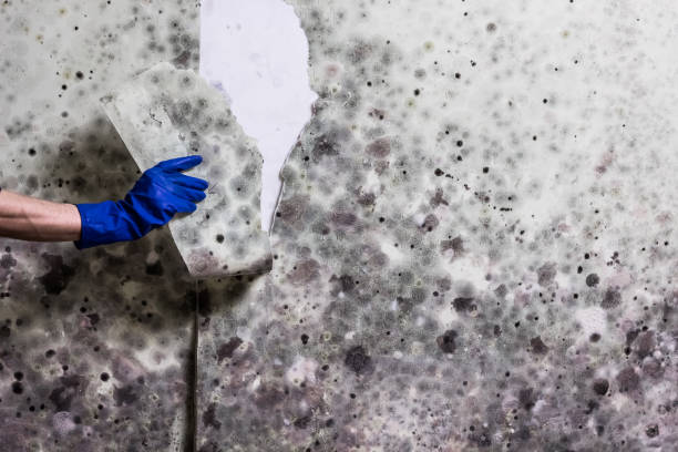 Best White Mold Remediation in Bayou Vista, TX