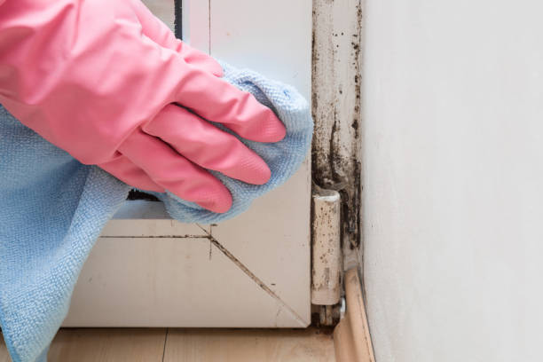 Best HVAC Mold Remediation in Bayou Vista, TX